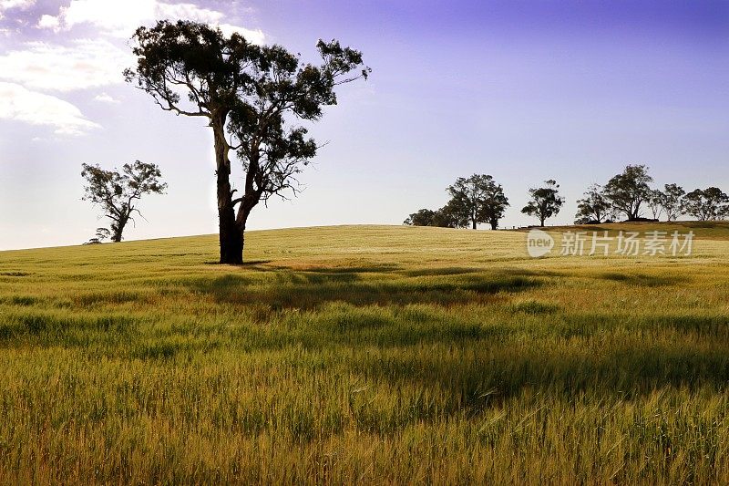 Isolated Tree Rural Landscape